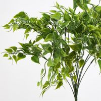 Ruscus Bush Green