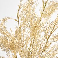 Pampas Grass Bush Cream