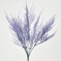 Pampas grass Bush