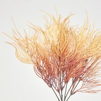 Pampas grass Bush