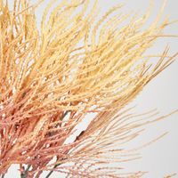 Pampas grass Bush