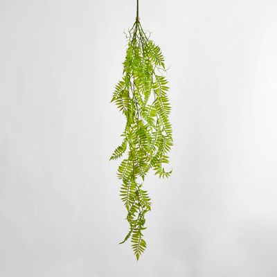 Hanging Fern