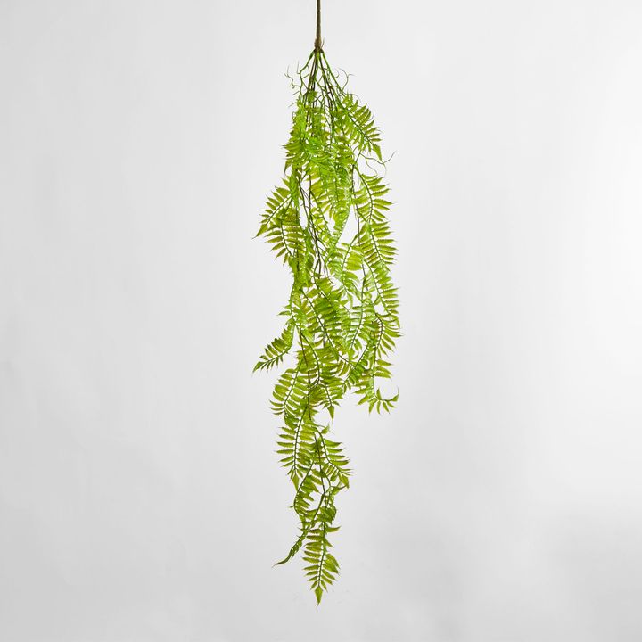 Hanging Fern