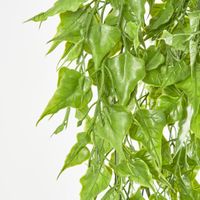Hanging Leaf Branch bush