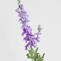 Delphinium 85cm Light Purple