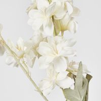 White Delphinium