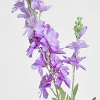 Delphinium 85cm Light Purple