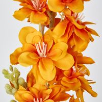 Orange Delphinium