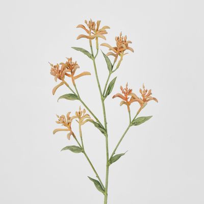 Light Orange Peach Kangaroo Paw Spray