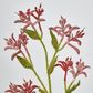 Red Peach Kangaroo Paw Spray