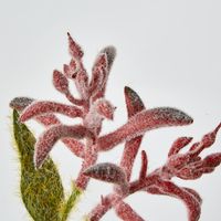 Red Peach Kangaroo Paw Spray