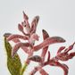 Red Peach Kangaroo Paw Spray