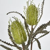 Green Banksia Spray x 2