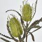 Green Banksia Spray x 2