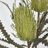 Green Banksia Spray x 2