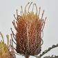 Orange Banksia Spray