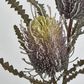 Dark Purple Banksia Spray