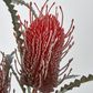 Red Banksia Spray