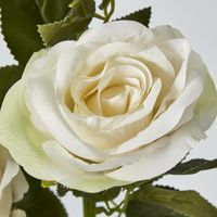 Cream White Rose Spray