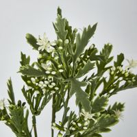 Santa Maria with White Flowers