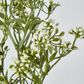 Badassi Bush with White Flowers