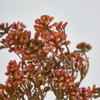 Badassi Bush with Peach Flowers