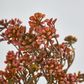 Badassi Bush with Peach Flowers