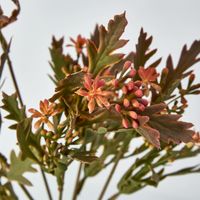 Santa Maria with Peach Flowers