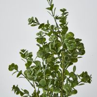 Light Green Boxwood Bush Spray