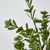 Light Green Boxwood Bush Spray