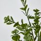 Light Green Boxwood Spray