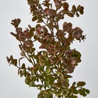 Dark Green Boxwood Spray