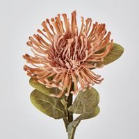 Peach Leucospermum