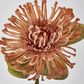 Peach Leucospermum