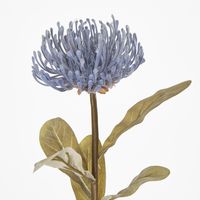 Blue Leucospermum