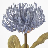 Blue Leucospermum