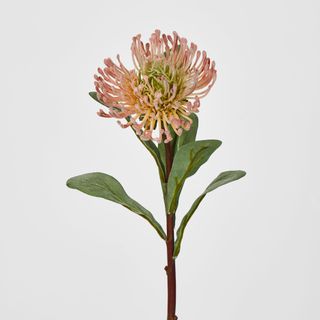 Orange Leucospermum