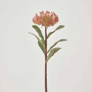 Orange Leucospermum