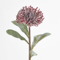 Pincushion Protea Red