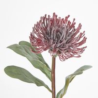 Burgundy Leucospermum