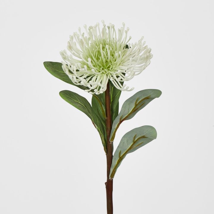 White Leucospermum