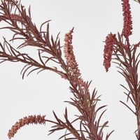 Amaranthus Spray Purple