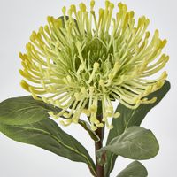 Yellow Leucospermum