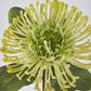 Yellow Leucospermum