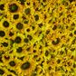 Yellow Sunflower Wall