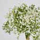 White Gyp Bush Bouquet