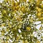 Yellow Gyp Bush Bouquet