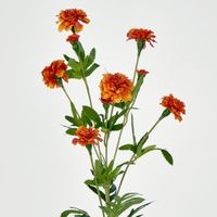 Marigold