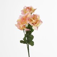 Rose Bush  Sold in Box Qty Only