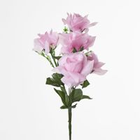 Rose Bush  Sold in Box Qty Only